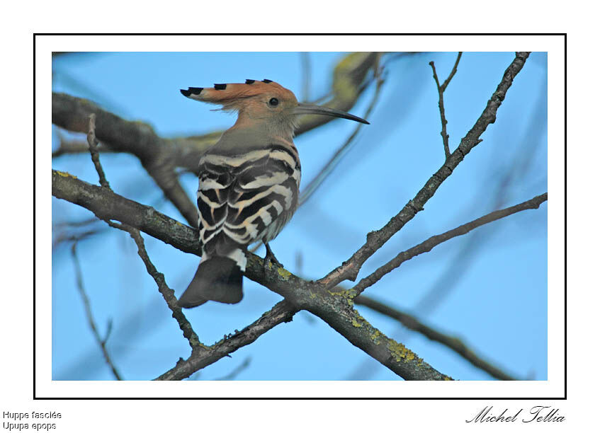 Eurasian Hoopoe