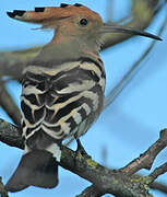 Eurasian Hoopoe