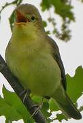 Melodious Warbler