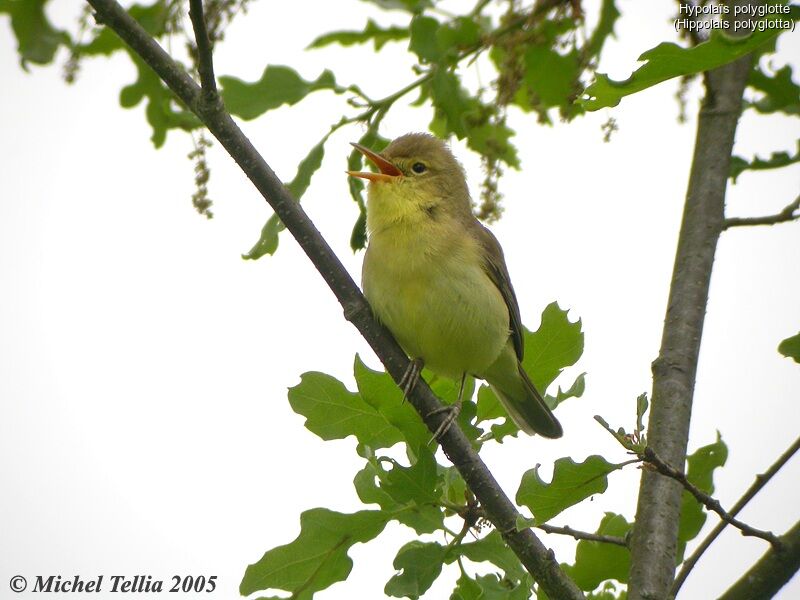 Melodious Warbler