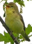 Melodious Warbler