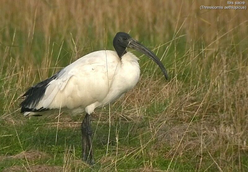 Ibis sacré