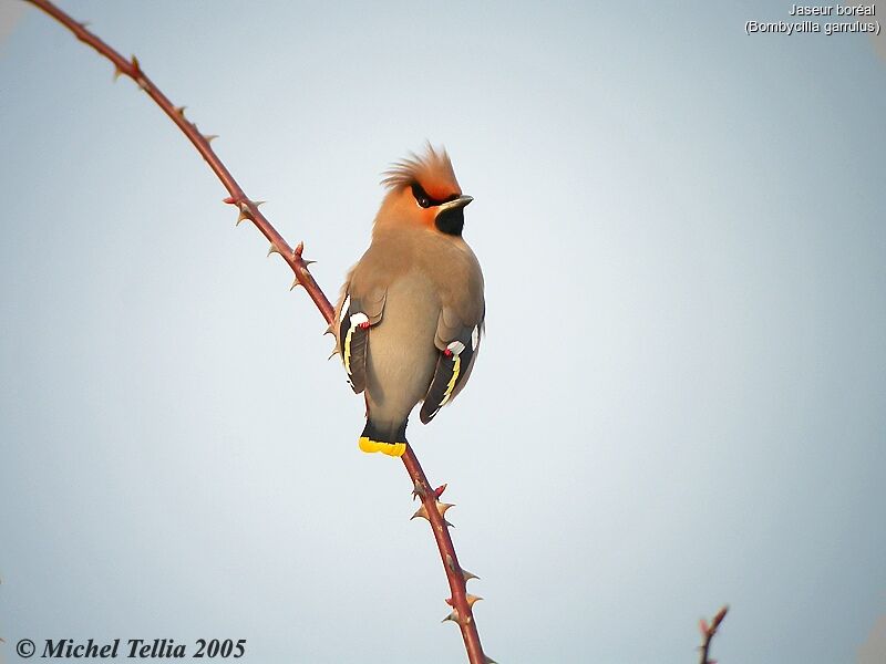 Bohemian Waxwing