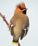 Bohemian Waxwing