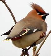 Bohemian Waxwing