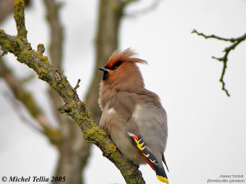 Bohemian Waxwing