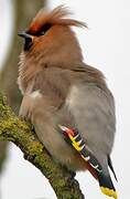 Bohemian Waxwing