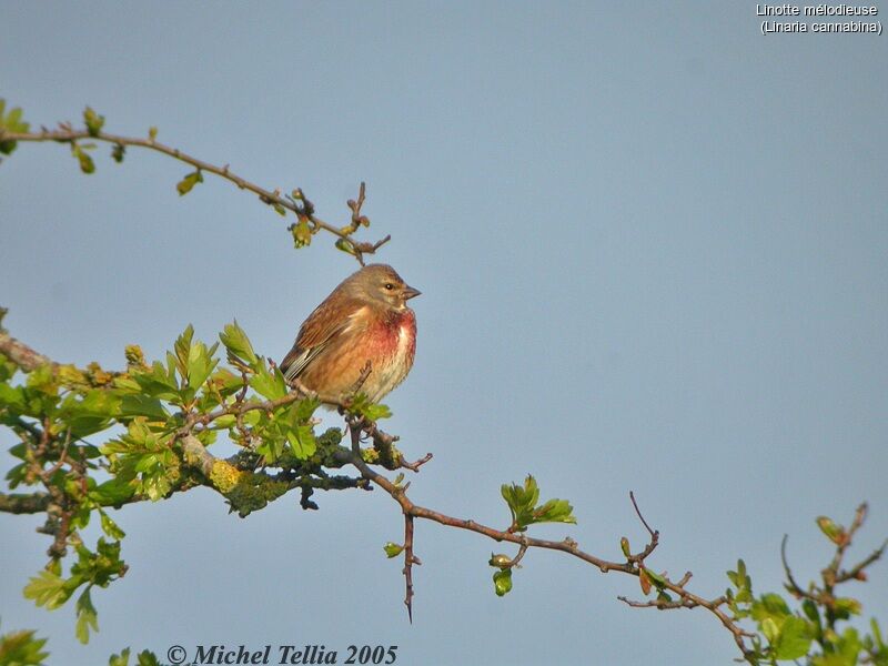 Common Linnet