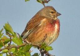 Common Linnet