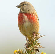 Common Linnet