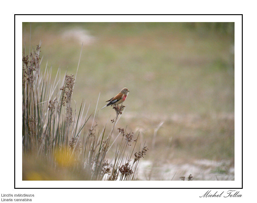 Common Linnet male