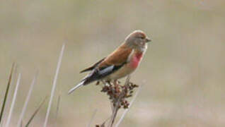 Common Linnet