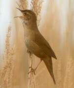 Savi's Warbler