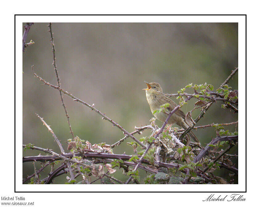 Locustelle tachetée mâle adulte, habitat, camouflage, chant