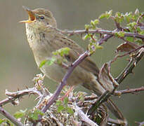 Common Grasshopper Warbler