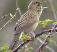 Common Grasshopper Warbler