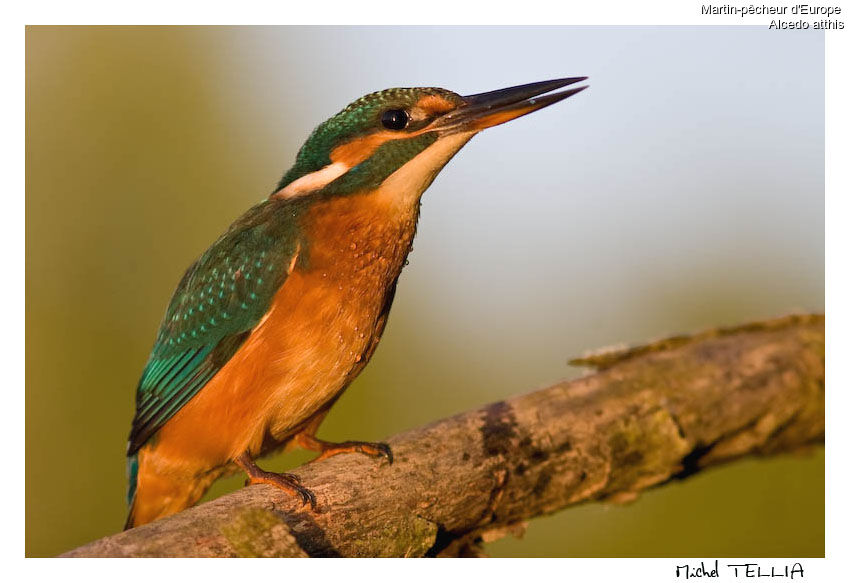 Common Kingfisher female