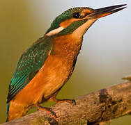 Common Kingfisher