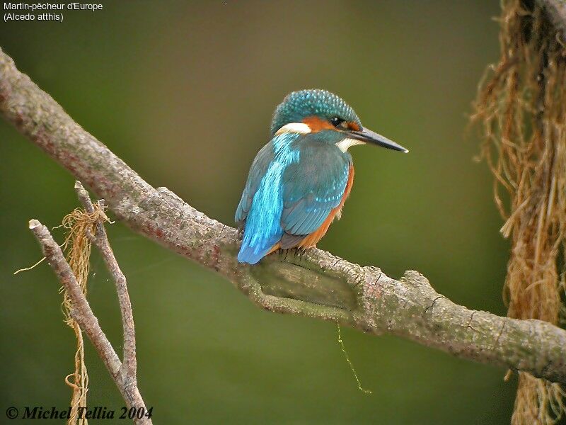 Common Kingfisher