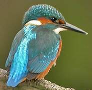 Common Kingfisher