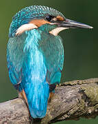 Common Kingfisher