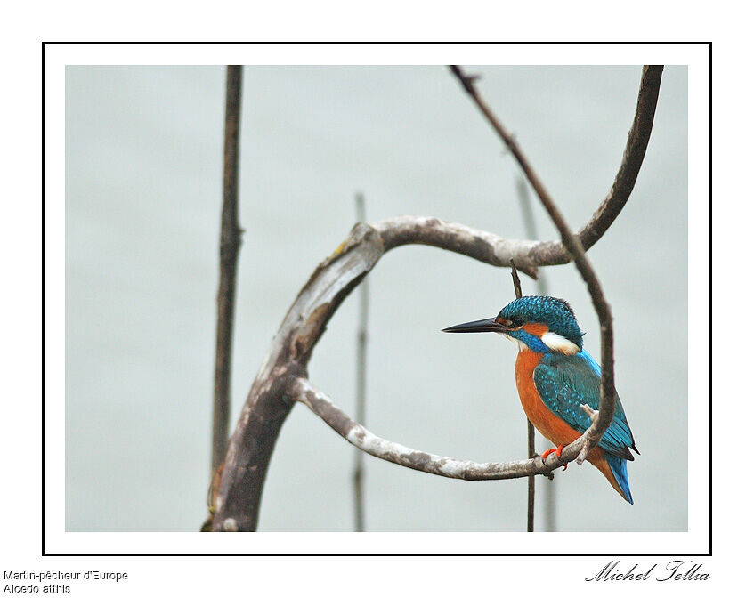 Common Kingfisher