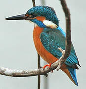 Common Kingfisher