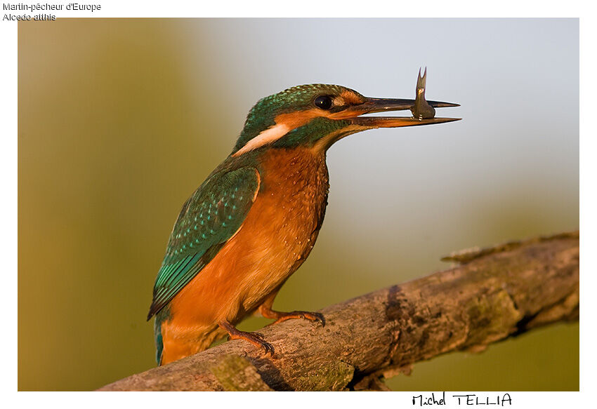 Common Kingfisher female