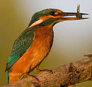 Common Kingfisher