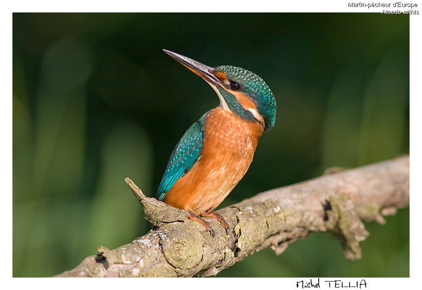 Martin-pêcheur d'Europe femelle