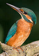 Common Kingfisher