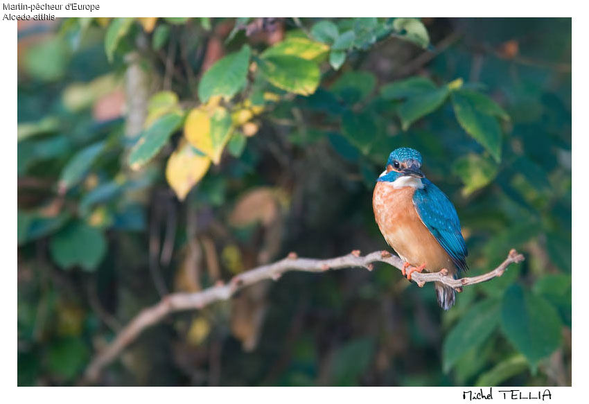 Common Kingfisher