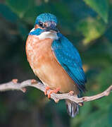 Common Kingfisher