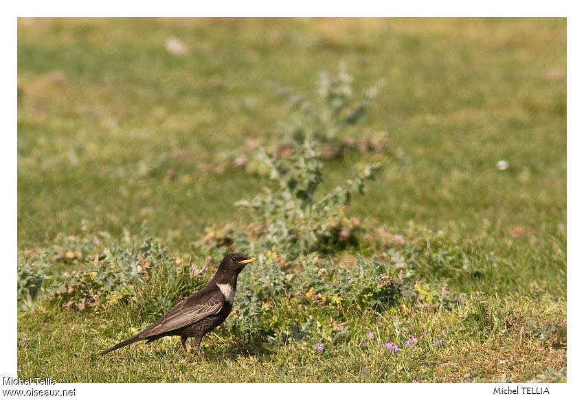 Merle à plastron mâle adulte, pêche/chasse