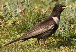 Ring Ouzel