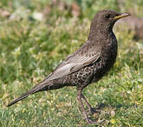 Ring Ouzel