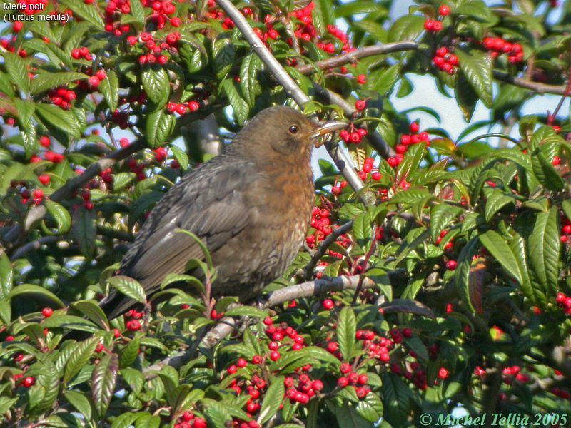 Common Blackbird