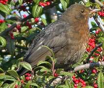 Common Blackbird