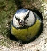 Eurasian Blue Tit