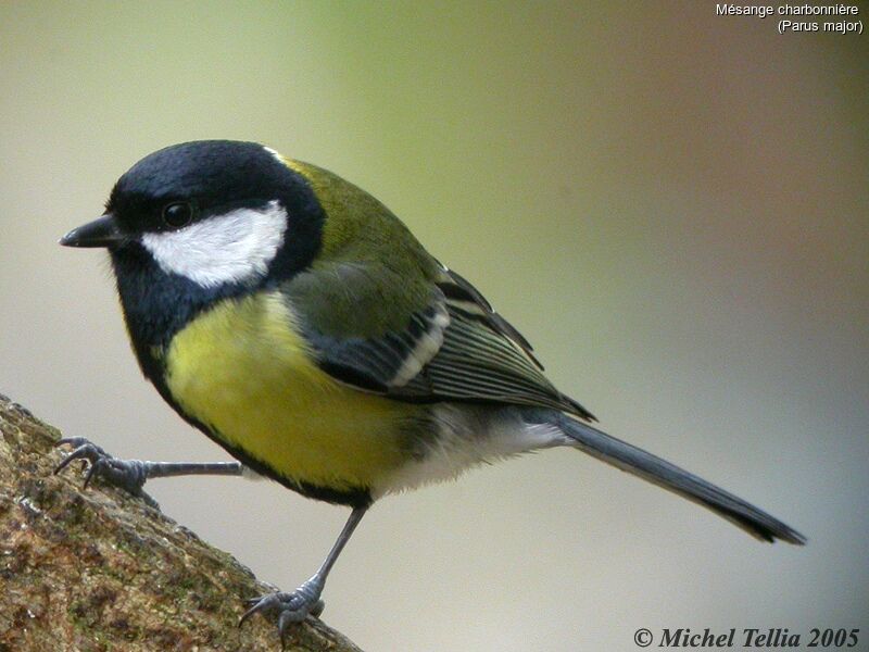 Mésange charbonnière