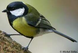 Great Tit