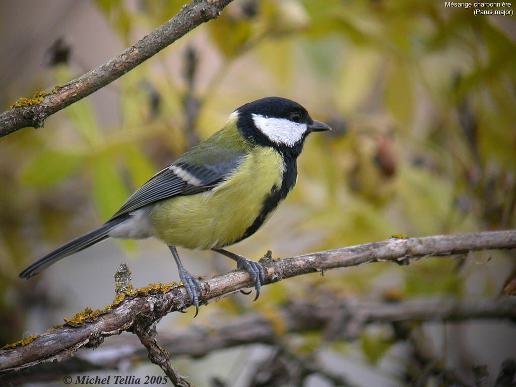 Great Tit