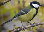 Mésange charbonnière