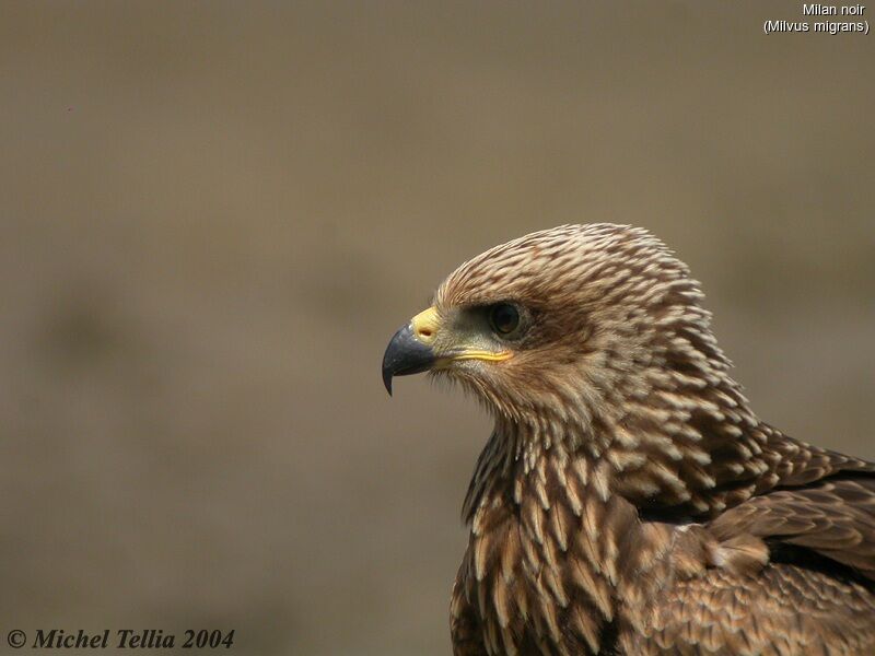 Black Kite