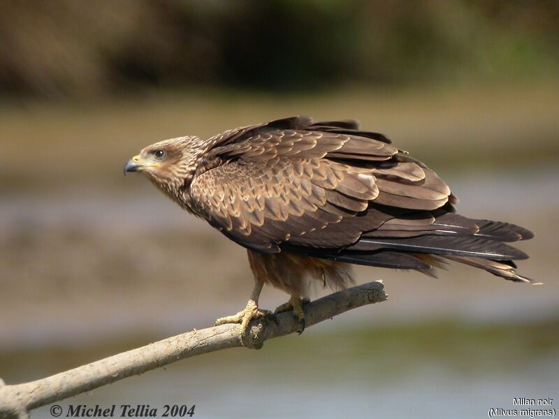 Black Kite