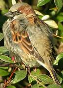 House Sparrow