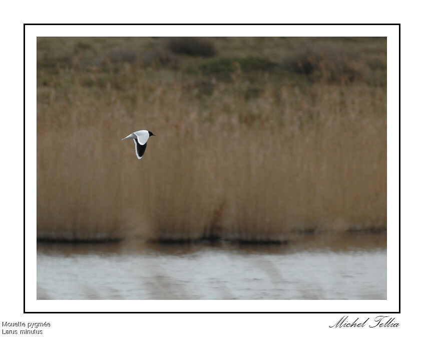 Mouette pygmée