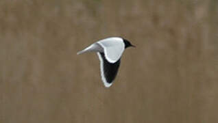 Little Gull