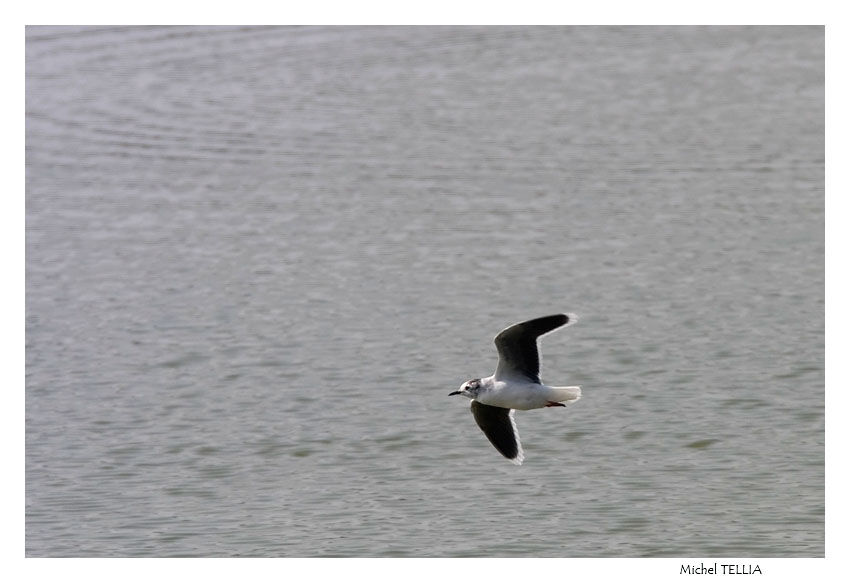 Mouette pygmée