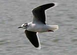 Mouette pygmée